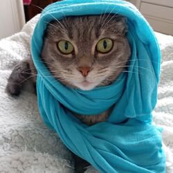 avatar de du commentaire : Je suis désolé si j'insiste mais vous êtes sur que les saisons sont logiques ? 