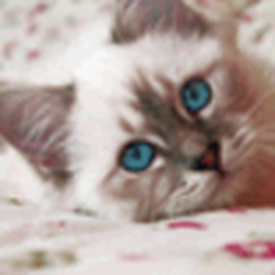 avatar de Enaya