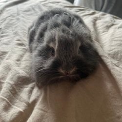 avatar de du commentaire : C’est bien mais bon même pas un peu de romance. 
Pas fidèle au manga mais bon sinon ça aurait été redondant. 
J’ai bien aimé 