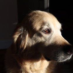 avatar de du commentaire : En tant qu'heureux papa d'une golden retriever je valide tout ce que j'ai vu lors de ces cinq épisodes